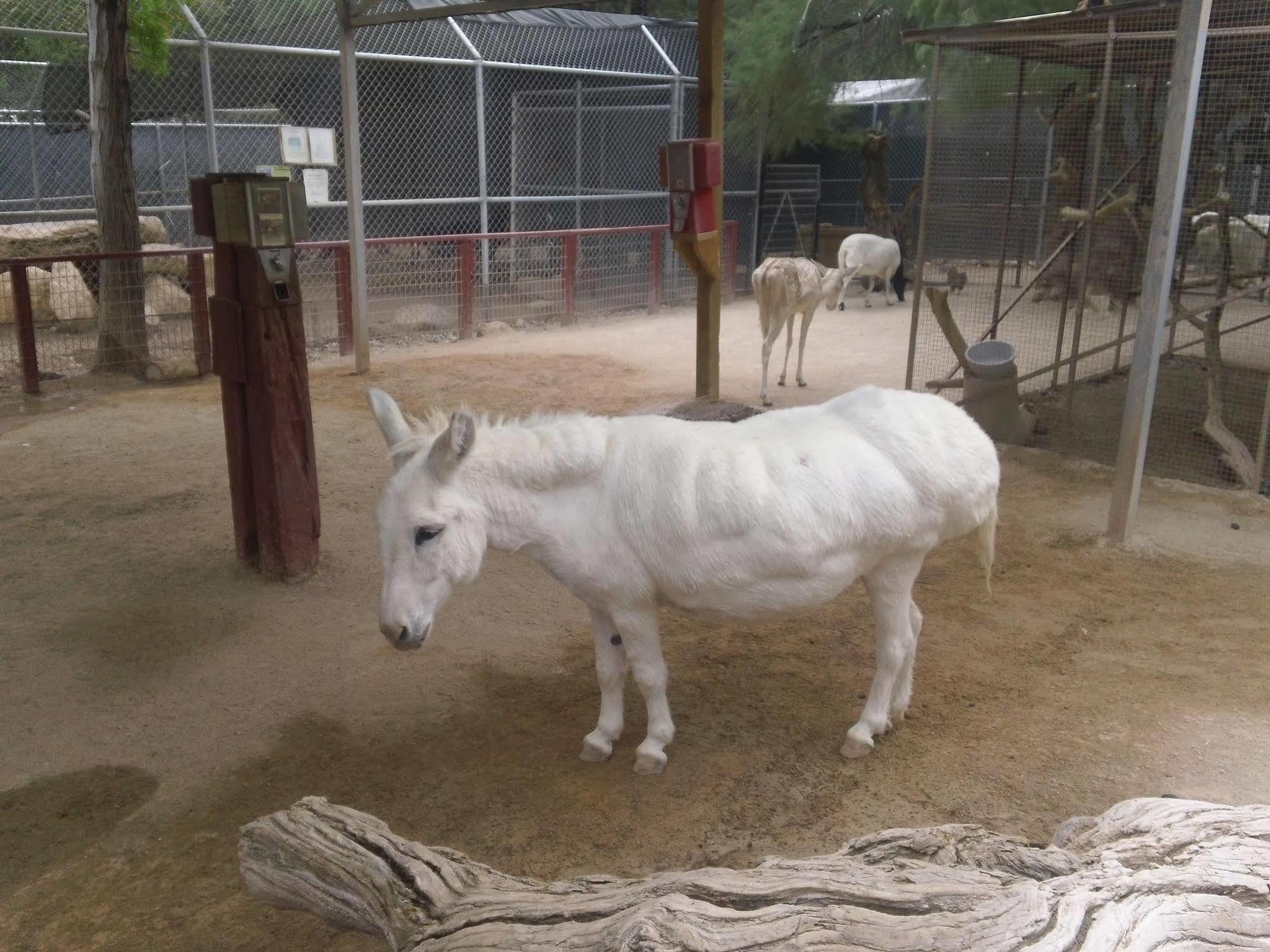 Bonnie Springs Ranch Motel Blue Diamond Zewnętrze zdjęcie